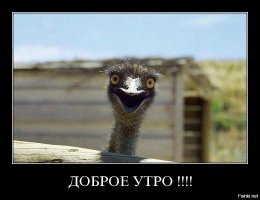 20 животных, взглянув на которых, вы непременно улыбнетесь