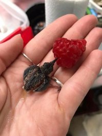 Птица обоссалась!