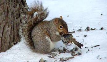 "Сам грызи свою кукурузу!"
