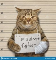 Агрессивный кот напал на офицера полиции