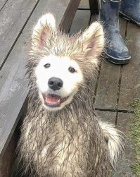 Не, ну а что: пёс молодец - морду во всякое дерьмо не пихает.