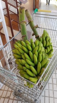 С плантации - в магазин. И никаких камер с газом