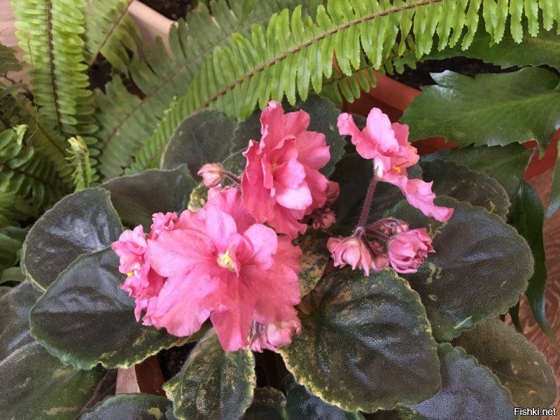 Эх, пластилиновые блогерши! Нужно быть совсем без глаз, чтобы перепутать живой цветок с искусственным. Поделюсь своими любимцами, как комнатными, так и садовыми. Всех с весною!