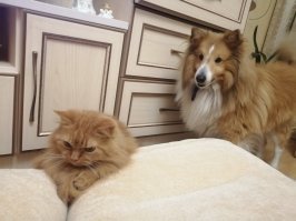 Вот мои две морды рыжие уже десять лет не могут решить, кто из них главный...
Ревнуют друг к другу страшно... 
Пёсель гоняет кошку обычно, Но, если у кошки нет настроения...., то пёсель пятый угол ищет...