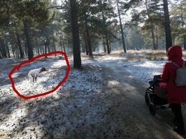 Найдите далматина на фото