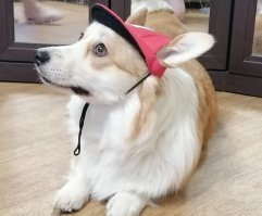 Корги в рюкзаке покоряет сердца жителей Нью-Йорка