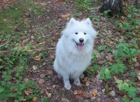 Вот и погуляли: щенка самоеда не узнать после прогулки