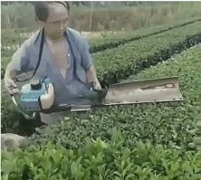 Ага, а потом напишут - чай, собранный губами девственницы на утренней заре!