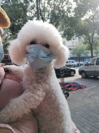Вот и погуляли: щенка самоеда не узнать после прогулки