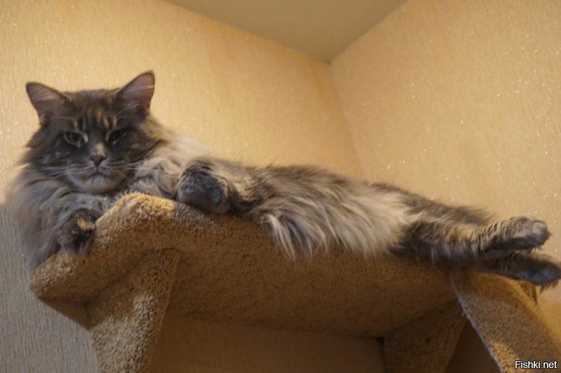 Мой котя)