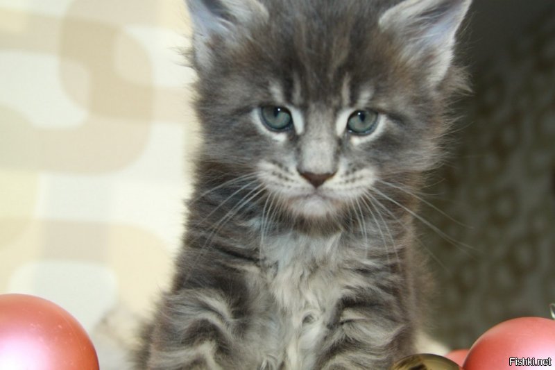 Мой котя)