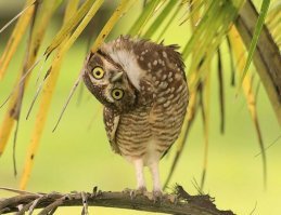 Норвежский лесной кот: величественный и мощный