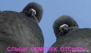 Прикольные и смешные картинки