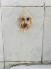 Конешнааа, ржавчинааа.