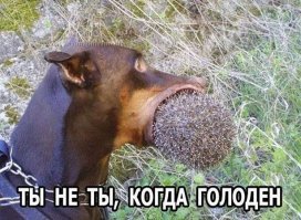Прикольные и смешные картинки