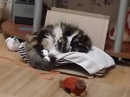 Норвежский лесной кот: величественный и мощный