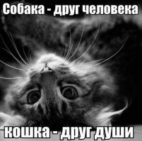 Картинки с надписями