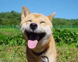 Эмоциональные портреты собак от профессионального фотографа