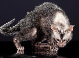 Если ворочаетесь и неизвестно почему никак не можете уснуть, сделайте как я: наберите в Гугле "ликои" (это такая порода кошек) и переключите на Картинки. Всё - теперь вы знаете, почему не можете уснуть.