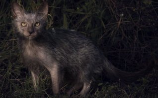 Если ворочаетесь и неизвестно почему никак не можете уснуть, сделайте как я: наберите в Гугле "ликои" (это такая порода кошек) и переключите на Картинки. Всё - теперь вы знаете, почему не можете уснуть.