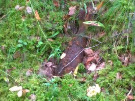 20 загадочных находок, которые люди случайно обнаружили в лесу