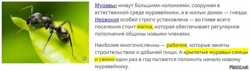 Ханурик-как и бабушка с внучкой-плохо учили зоологию и не знают, что папа с мамой муравьев сидят в муравейнике, а давите вы "работяг"!!! представляя себя "вершителями судеб"