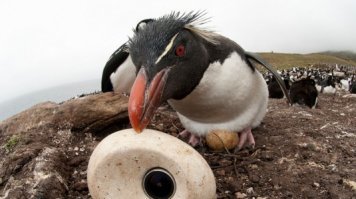 Смотрел. У них не только под самих животных были, еще и камни, яйца...