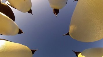 Смотрел. У них не только под самих животных были, еще и камни, яйца...