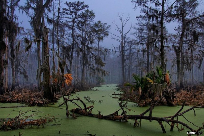 Страшные болота Манчак в Луизиане.
Покой болот изредка нарушают всплывающие трупы людей   это убиенные сто лет назад незадачливые предприниматели. Водятся здесь и крупные аллигаторы, которые не прочь отведать свежего туристического мяса.