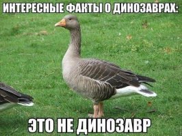Различай: 20 зоологических шпаргалок, чтобы вы не путались в названиях
