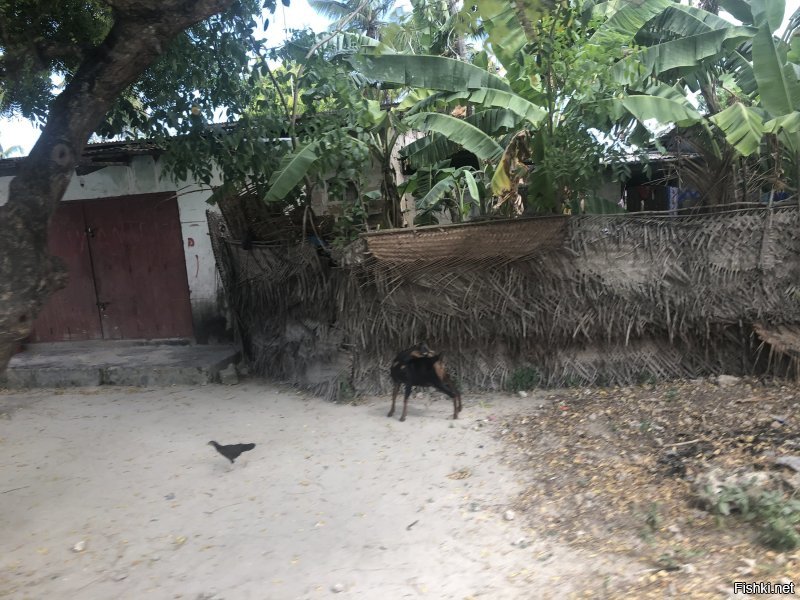 На Занзибаре день, два, на Сафари,в парк Микуми, еще день и все, кроме этого смотреть нечего, Селенгети далеко и по рассказам местных не очень, Килиманджаро 2000 баксов с человека и неделя подъема, если выдержишь, ездили к друзьям, поэтому и посмотрели, за потраченные деньги, на поездку и соизмеряя впечатления, есть куча мест в мире, которые можно посетить более интересно, как отдельный вояж не рекомендую.