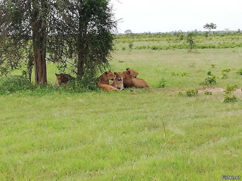 На Занзибаре день, два, на Сафари,в парк Микуми, еще день и все, кроме этого смотреть нечего, Селенгети далеко и по рассказам местных не очень, Килиманджаро 2000 баксов с человека и неделя подъема, если выдержишь, ездили к друзьям, поэтому и посмотрели, за потраченные деньги, на поездку и соизмеряя впечатления, есть куча мест в мире, которые можно посетить более интересно, как отдельный вояж не рекомендую.