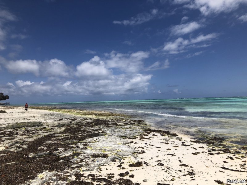 На Занзибаре день, два, на Сафари,в парк Микуми, еще день и все, кроме этого смотреть нечего, Селенгети далеко и по рассказам местных не очень, Килиманджаро 2000 баксов с человека и неделя подъема, если выдержишь, ездили к друзьям, поэтому и посмотрели, за потраченные деньги, на поездку и соизмеряя впечатления, есть куча мест в мире, которые можно посетить более интересно, как отдельный вояж не рекомендую.