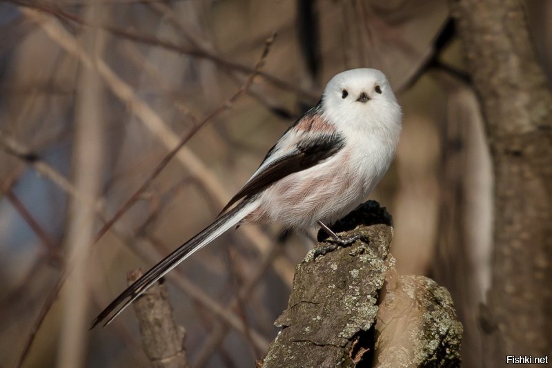 Длиннохво стая сини ца, или ополовник[1] (лат. Aegithalos caudatus),   одна из мелких певчих птиц отряда воробьинообразных. Номинативный и наиболее часто встречающийся вид в семействе длиннохвостых синиц (Aegithalidae). Распространена в Европе и Азии.