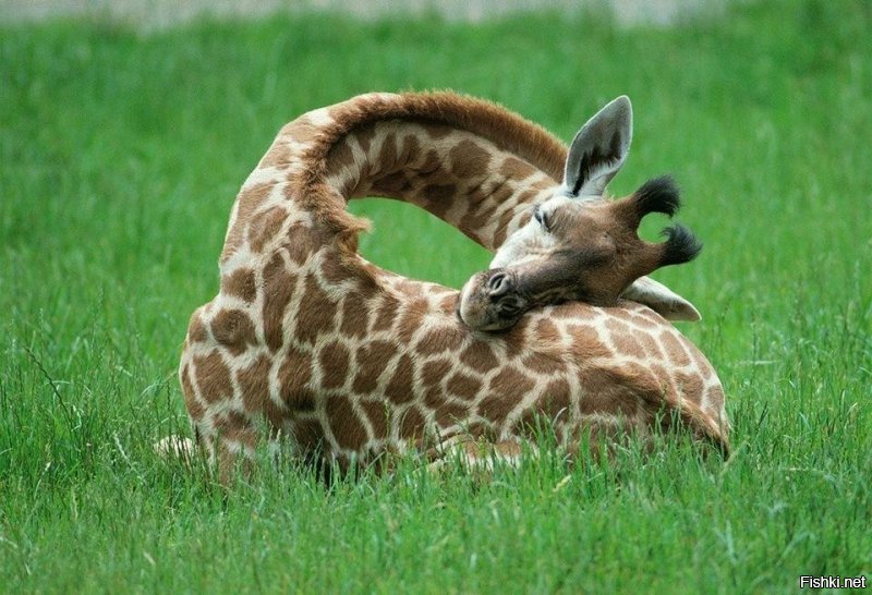 ВСЕ жирафы так пьют. 
А спят минут по 20 в сутки в примерно такой позе: