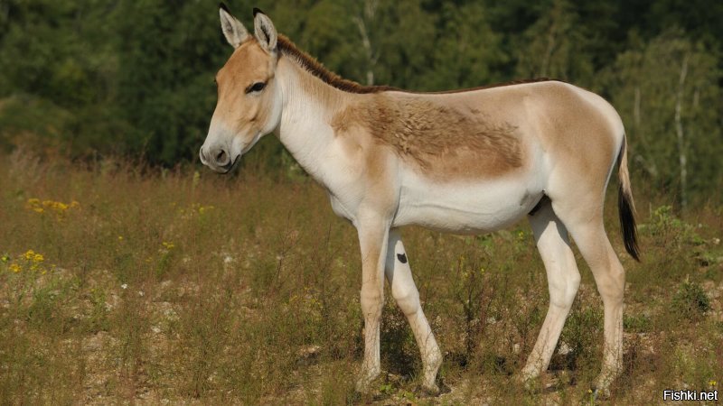 Кулан – животное семейства лошадиных, имеющее много общих черт с ближайшими родственниками: лошадью и ослом.