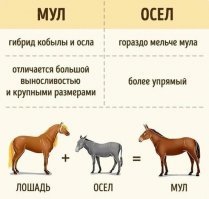 Где <span style='color:gray'>[мат]</span> ишак?Ишака забыли.