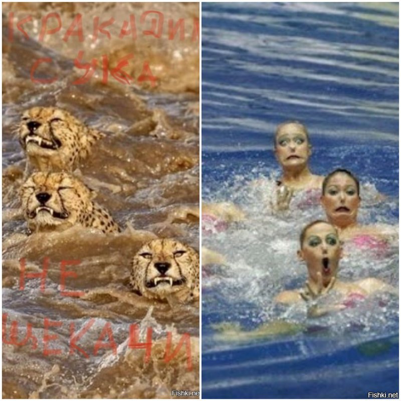 Гепарды пересекают кишащую крокодилами реку