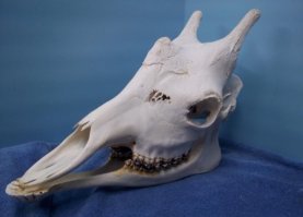 Зачем жирафу рожки?