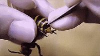 что вытащили из шершня???