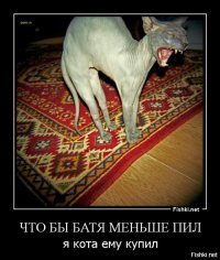 Найден самый сердитый кот в мире!