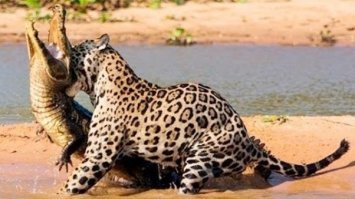 а разве на видео не леопард ?

ибо разница очевидна между Кошоками

тот что с Чумаданом Леопард!