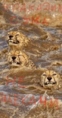 Гепарды пересекают кишащую крокодилами реку