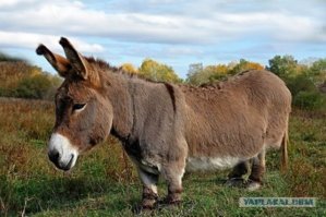 для Кавказа нужен заниженный