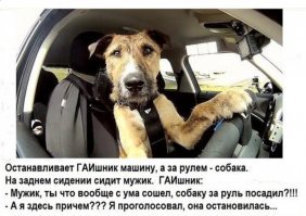 Прикольные картинки