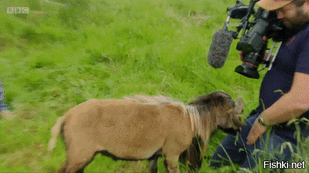 нашел ей пару