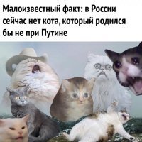 15 усатых мурлык, у которых от работы заболели лапки