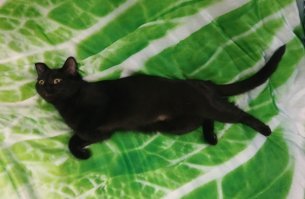 40 очаровательных фото-свидетельств, что черных кошек не стоит опасаться