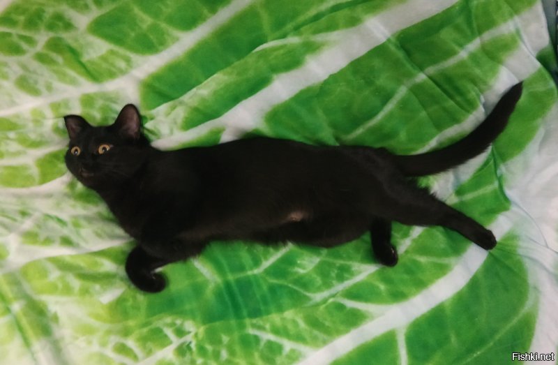 40 очаровательных фото-свидетельств, что черных кошек не стоит опасаться