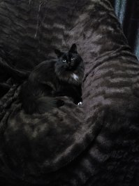 40 очаровательных фото-свидетельств, что черных кошек не стоит опасаться